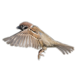 Sparrow PNG-20133